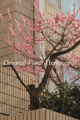 500ml Soy Candle - UME