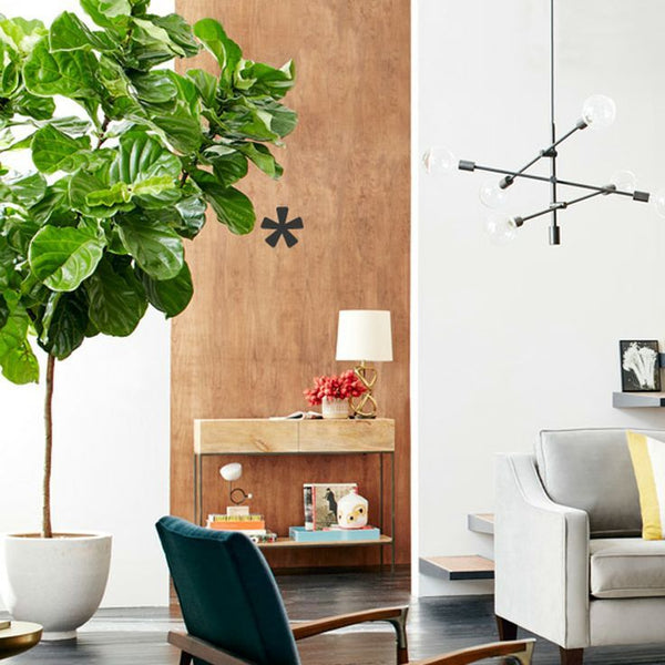Plant Therapy: Indoor Plants that Improve Health and Wellbeing