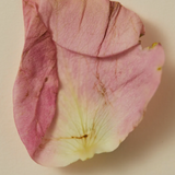 Facial Mist - Rose