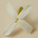 Facial Mist - Jasmine