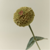 Incense Pack - Tea Tree